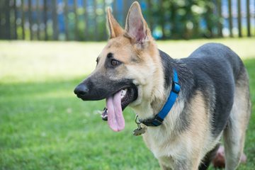 Image of a german shepard